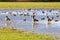 Flooded Grassland and Wild Birds