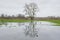 Flooded green meadow with bare trees in the flemish countryside