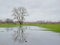 Flooded green meadow with bare trees in the flemish countryside