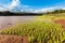 Flooded green rice field landscape