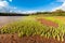 Flooded green rice field landscape