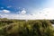 The flooded and green shore of the Achterwasser in Zempin on the island of Usedom in the Baltic Sea