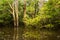 Flooded jungle at amazon river