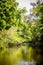 Flooded jungle at amazon river