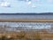 Flooded lake shore, overgrown with last year`s reeds and bushes, bird migration, beautiful cumulus clouds