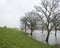 Flooded land and trees near river rhine in holland