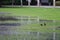 Flooded landscape in a football field, an announcement on the lawn in the rainy season