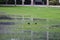 Flooded landscape in a football field, an announcement on the lawn in the rainy season