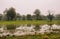 Flooded landscape ofpools and trees