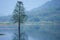 Flooded lonely tree landscape at springtime. smooth water.