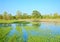 Flooded meadow