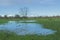 flooded meadow with bare tree in the flemish countryside