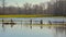 Flooded meadow with fence and bare trees the flemish countryside