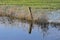 Flooded meadow with fence and reed in  the flemish countryside