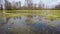 Flooded meadows in Poland