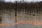 FLOODED ORCHARD. Motueka, New Zealand 17 July 2021. Apples lie in flood waters that have swept through rural Motueka during floods