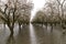 Flooded Orchard Near Chico, California