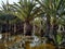 Flooded palm trees gardens gota fria â€“ cold drop September 2019aftermath, Orihuela coast