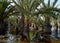 Flooded palm trees gardens gota fria â€“ cold drop September 2019aftermath, Orihuela coast