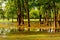 Flooded park with standing water