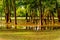 Flooded park with standing water