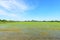 Flooded rice fields, Lomellina (Italy)