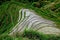 Flooded rice paddy fields