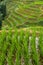 Flooded Rice Paddy Terraces