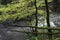 Flooded river with downed trees covered in heavy moss, Great Smoky Mountains