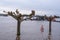 Flooded riverside path near Mittelheim Germany