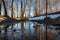 Flooded trees and frozen water in the floodplain of the river at the thaws.