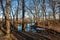 Flooded trees and frozen water in the floodplain of the river at the thaws.