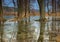 Flooded trees in the meadow