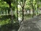 Flooded trees in the park