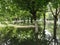 Flooded trees in the park