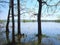 Flooded Trees on Russian River