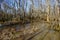 Flooded Woods in Winter