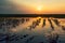 Flooded young corn field plantation with damaged crops in sunset