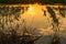 Flooded young corn field plantation with damaged crops in sunset