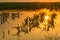 Flooded young corn field plantation with damaged crops in sunset