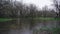 Flooding in Kiev region, Ukraine. flooded forest. rain.