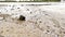 Flooding river creek after a flood water with a spring flood shows the forces of nature and the need for insurance against dangero