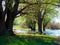 Flooding in the woods in spring