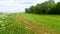 Floodplain forest along the Kettos-Koros river, Bekes - spring in Hungary