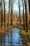 Floodplain forest. There is spilled water between the trees. The blue sky is in the background