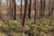 Floodplain forest. There is spilled water between the trees. The blue sky is in the background