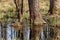 Floodplain forest - trees on which mistletoe grows