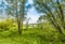 Floodplain forests of willows, Salix alba, Millingerwaard