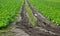 Floods in the fields destroy the cabbage crop. rows of plant heads that have been damaged by standing water in a puddle can be see