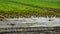 Floods in the fields destroy the cabbage crop. rows of plant heads that have been damaged by standing water in a puddle can be see